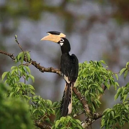 Sigiri Birds Hostel Sigiriya Eksteriør bilde