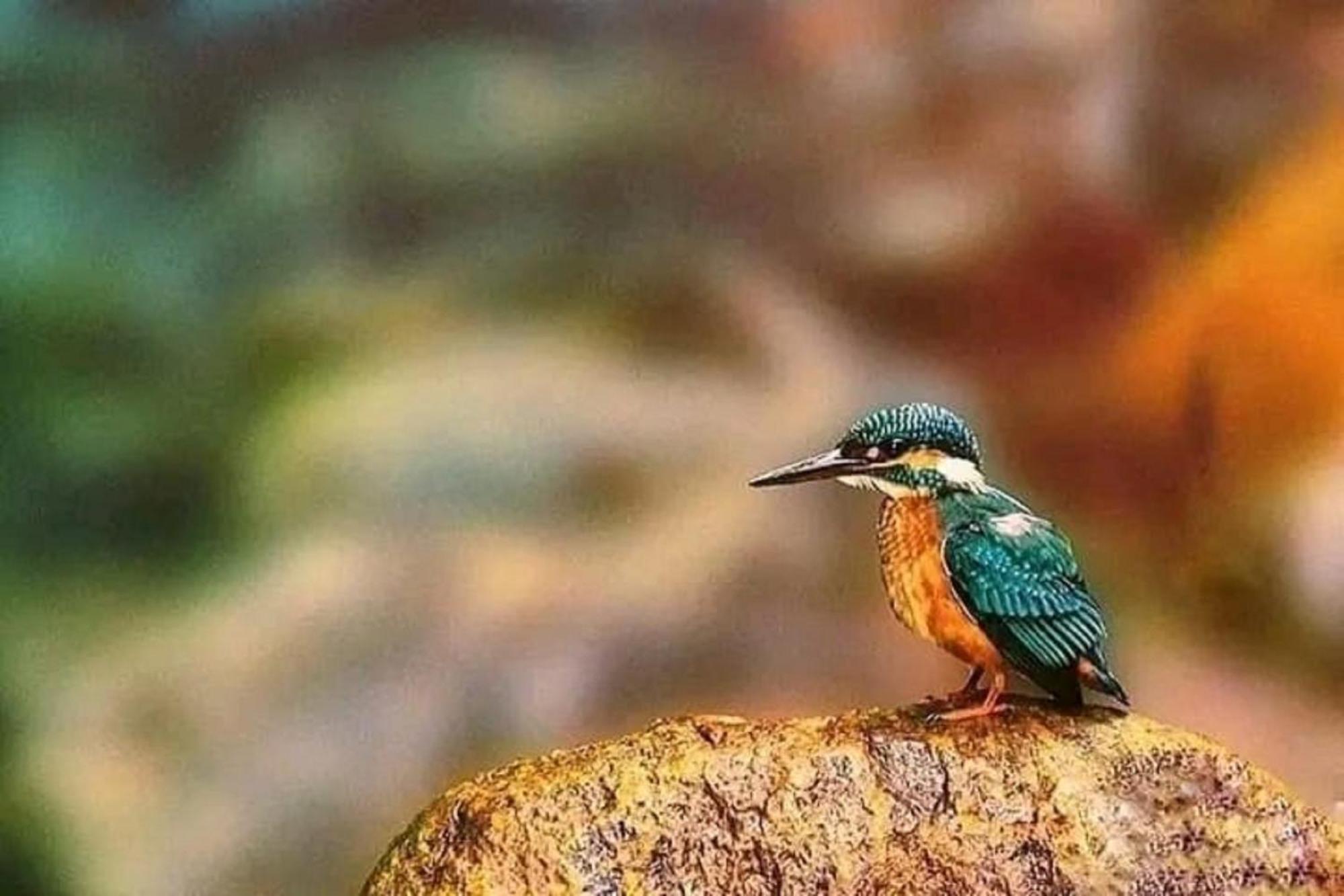 Sigiri Birds Hostel Sigiriya Eksteriør bilde