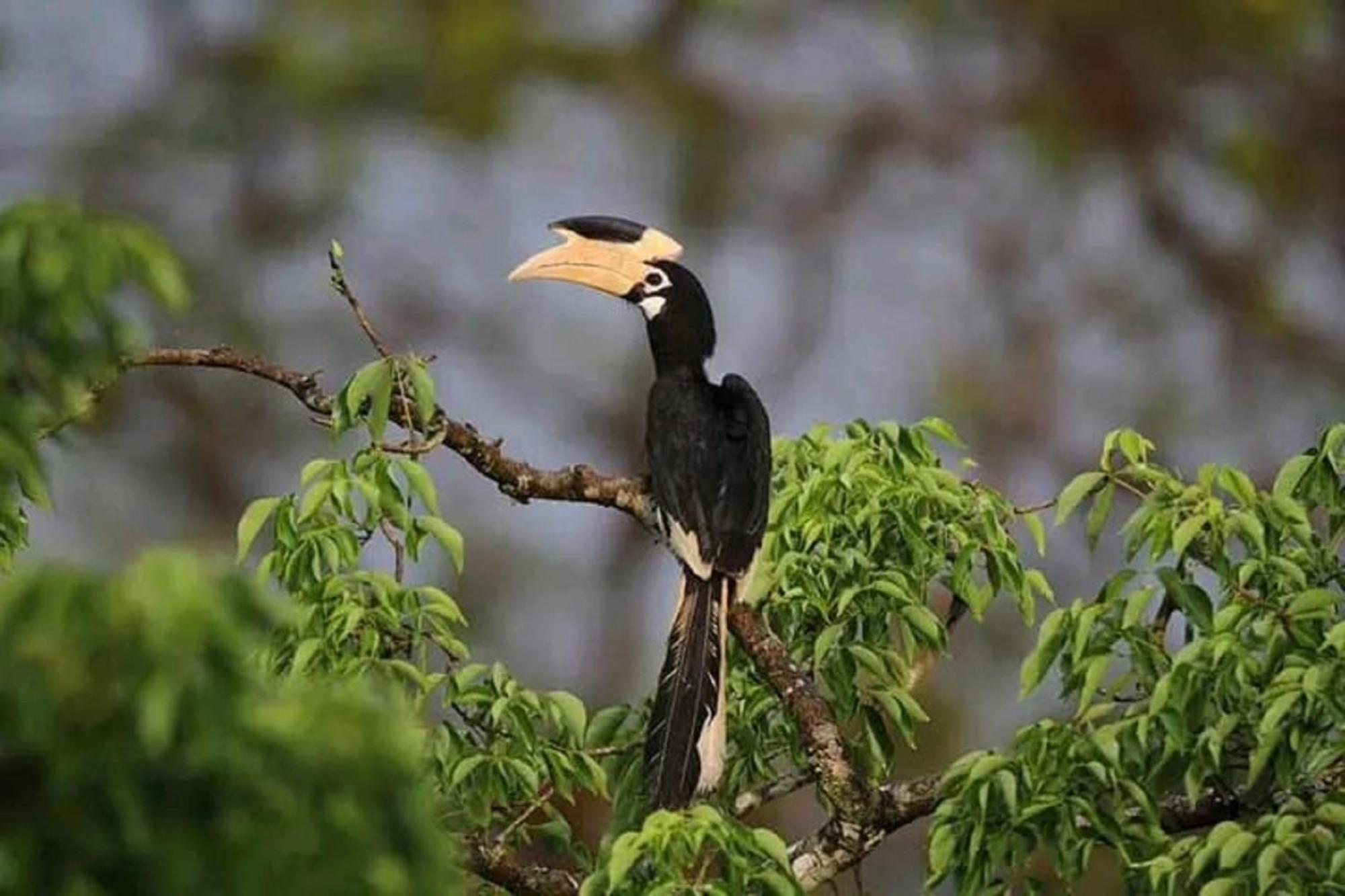 Sigiri Birds Hostel Sigiriya Eksteriør bilde