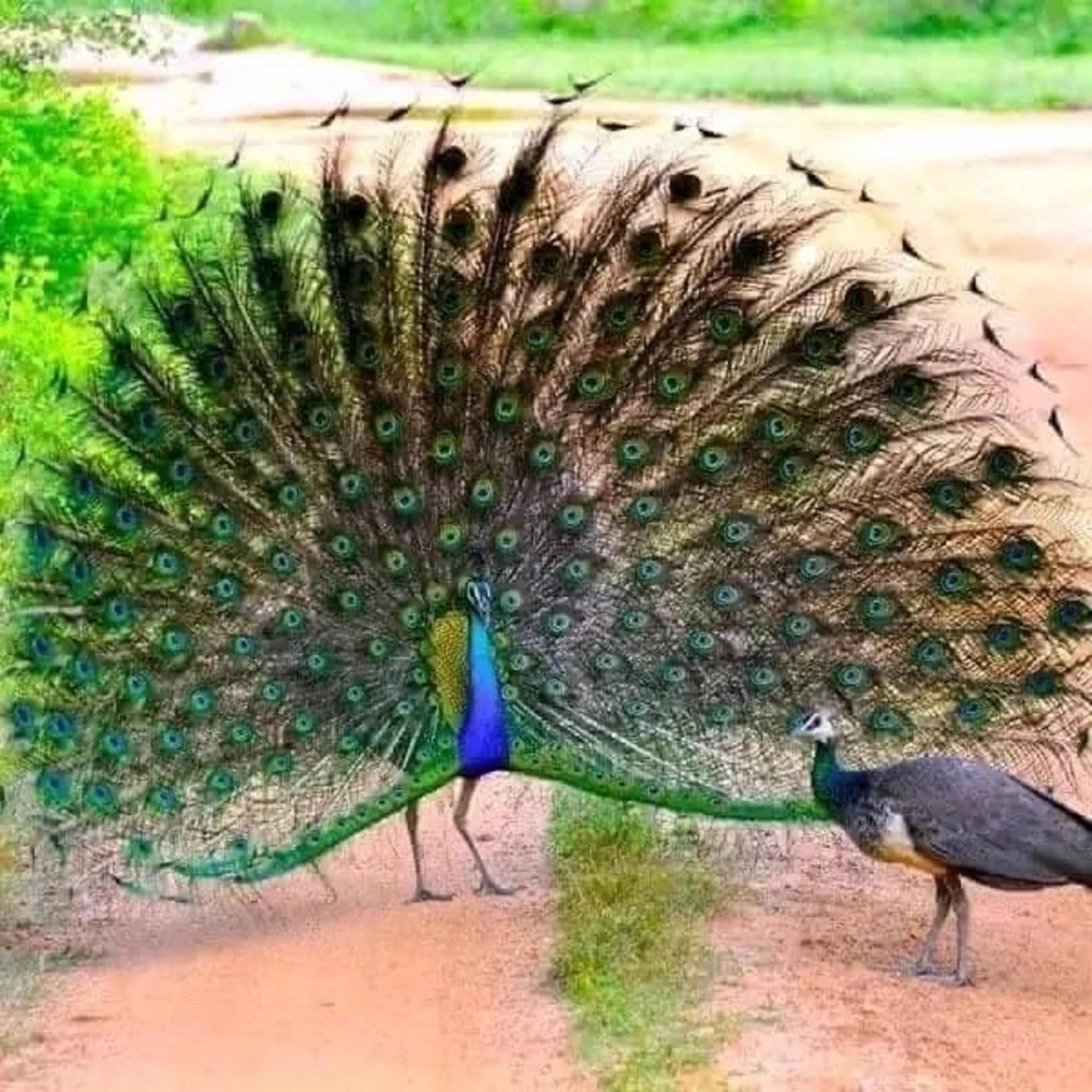 Sigiri Birds Hostel Sigiriya Eksteriør bilde